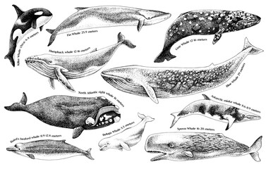 Illustration of whales on a white background. © Marina Gorskaya