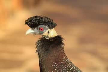 Crested Guineafowl, Mkhuze, South Africa