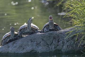 Three turtles looks like Singing on a rock by the river