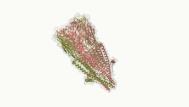 3D structure of alpha-7 nicotinic acetylcholine receptor bound to epibatidine in a desensitized state. The &alpha;7 nicotinic acetylcholine receptor plays critical roles in the central nervous system.