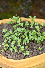closeup the bunch ripe green cauliflower plant soil heap and growing in the yellow Cotton bag soft focus natural yellow brown background.