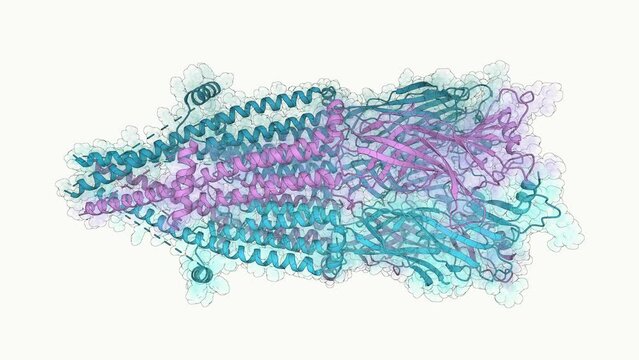3D structure of alpha-7 nicotinic acetylcholine receptor bound to epibatidine in a desensitized state. The &alpha;7 nicotinic acetylcholine receptor plays critical roles in the central nervous system.