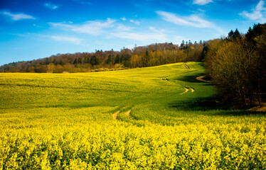 Raps Felder in Gelb und Grün auf einen Hügel und blauen Himmel in Deutschland auf Rügen