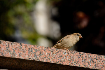 Pretty specimen of house sparrow in an urban park in Quebec, Canada