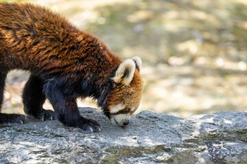 red panda in the zoo