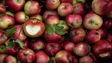 Apple harvest background - Top view of many colorful red ripe apples, apple with carved heart symbol