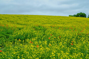 field and blue sky