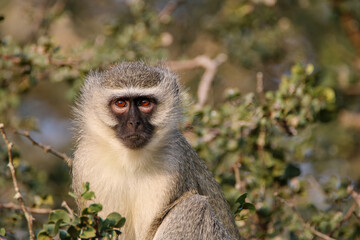 Vervet Monkey, Mkhuze, South Africa
