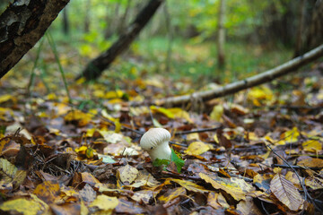 mushroom on a tree