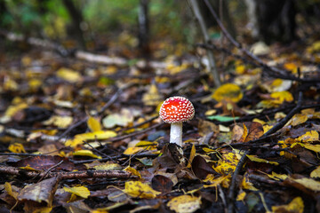 fly mushroom in the forest