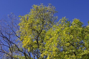 L'arbre