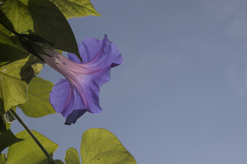 A volubilis flower stands out against the sky.