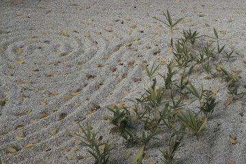 Young bamboo shoots are in a Zen garden whose sand draws geometrical shapes.