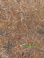 Dry leaves shavings background. Texture of brown leaves on the ground. Aerial view.