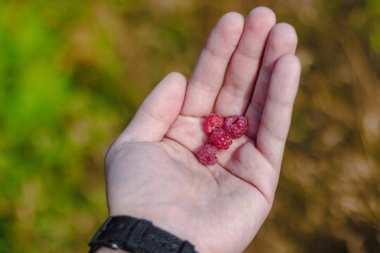 Closeup of raspberries in a man's hand