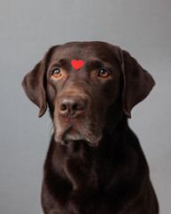 Fototapeta premium dog is a chocolate labrador retriever with hearts on his head and nose. valentine's day, date or birthday party. A beautiful Labrador dog, in love and joyful. feelings of love and infatuation