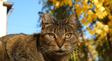 Cute cat. Funny fluffy pet.