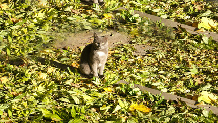 Cute cat. Funny fluffy pet.