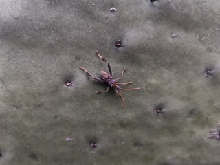 insect