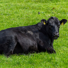 One cow is lying on the green grass. Portrait of a cow. Black cow on green grass field