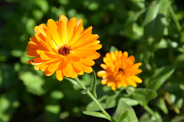 Ringelblume - Calendula blüht im Herbstgarten