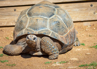 Tortue éléphantine dites géante des Seychelles ou d'Aldabra,(Aldabrachelys gigantea)
