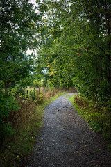 Fototapeta na wymiar stony path through a forest in summer