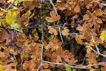 Close-up of the bright autumn foliage of the hawthorn shrub. View from above.