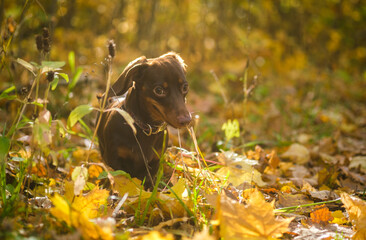 dog breed dachshund mini coffee color for a walk in the autumn park