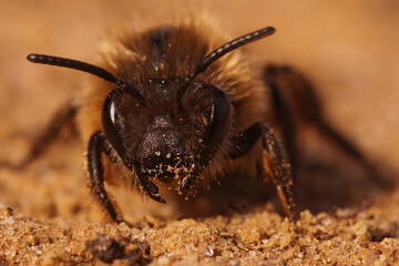 Frontal closeup on a female Early cellophane bee, Colletes cuniculariussitting on the ground