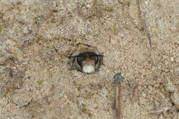 Closeup on a male Early cellophane bee, Colletes cunicularius peaking out of it's underground nest