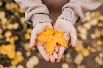 Close-up of child hands holding yellow autumn maple leaf. Autumn background. Selective focus