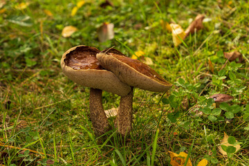 Edible mushroom - Brown birch bolete 
​
