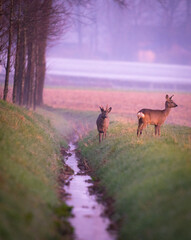 Rehwild im Sonnenlicht © Dmeyer