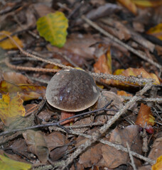 Pilzfund im Wald - Hexenröhrling
