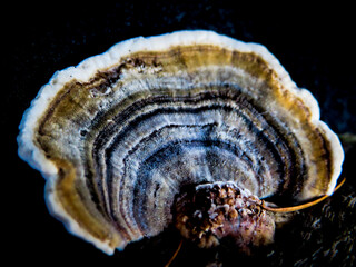 Trametes sp - Turkey Tail Fungus © Stephanie