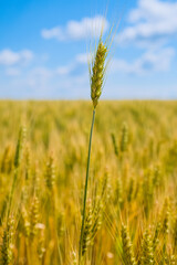 Obraz premium Wheat Field. Ears of wheat close up