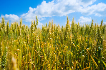 Wheat Field. Ears of wheat close up