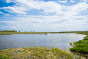 Summer landscape on the river bank