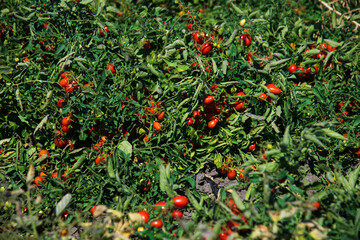Growing tomatoes in the field
