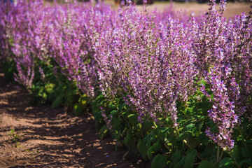 Obraz premium Bushes of clary sage (Salvia sclarea) bloom on a garden bed in the garden