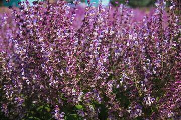 Bushes of clary sage (Salvia sclarea) bloom on a garden bed in the garden