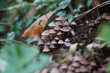 Mushrooms Growing in the Forest