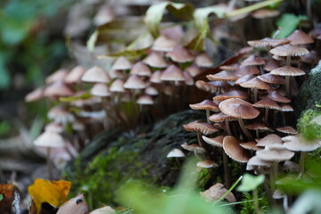 Mushrooms Growing in the Forest