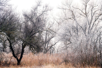 Oak forest in late autumn, fallen leaves