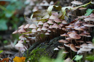 Mushrooms Growing in the Forest