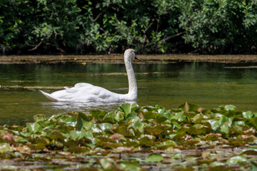 Swan on the lake. Graceful White Swan Swimming In The Lake, Swans In The Wild. Swan on the river. 