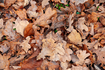 Oak forest in late autumn, fallen leaves