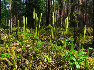Forest Soil with Grass