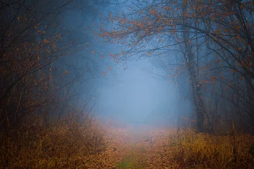 Verzauberter Weg, bedeckt mit gelben Blättern durch den Herbstwald zwischen hohen Bäumen in kalten Tönen. © stone36